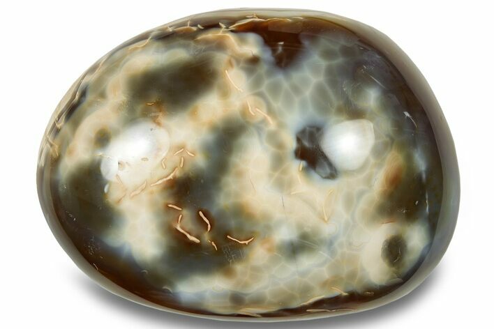 Colorful, Polished Carnelian Agate Palm Stone - Madagascar #256366